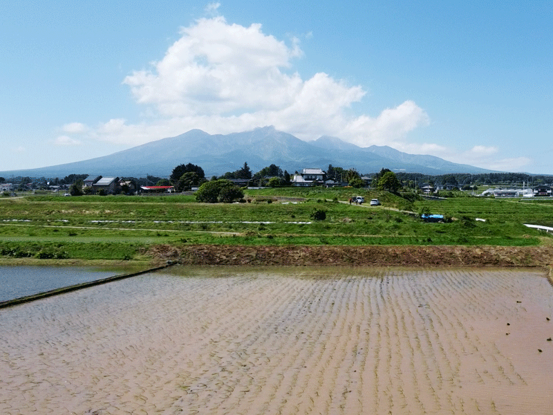 【食の講演会】令和の米騒動が示す日本農業の危機 @ オンライン | 甲斐市 | 山梨県 | 日本